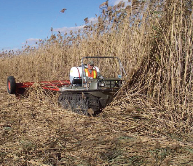 Machine removing Phramites