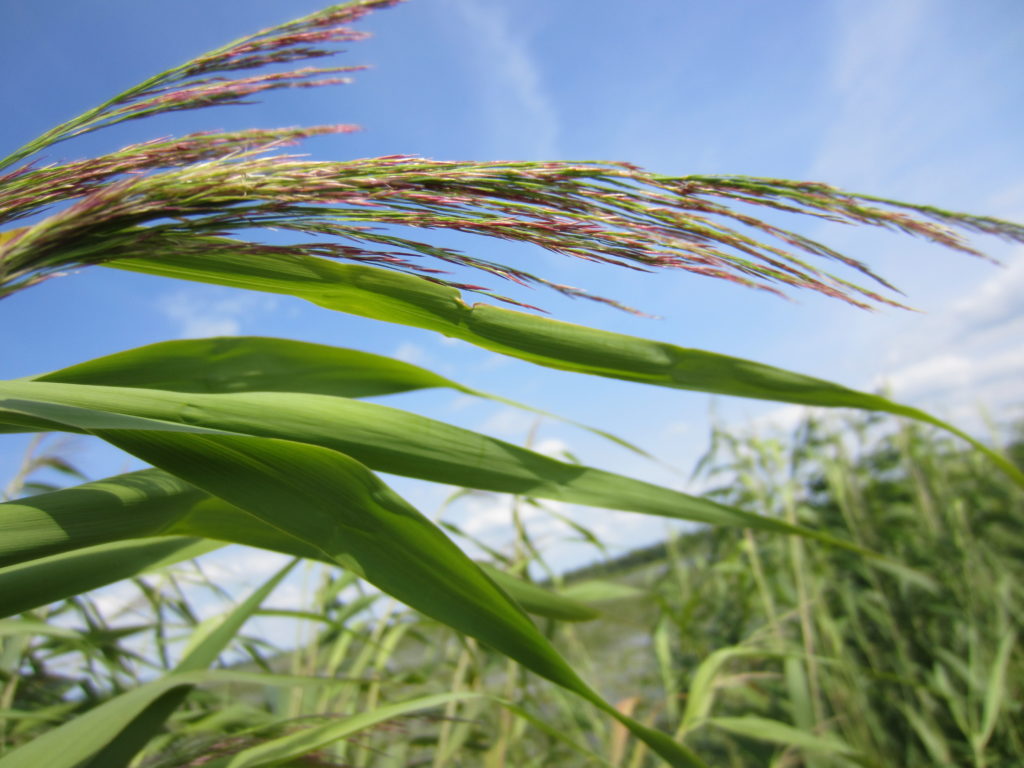 Native vs invasive ontario phragmites working group