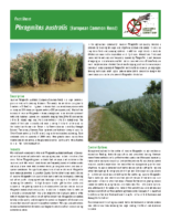 Lambton Shores Invasive Phragmites Factsheet