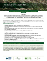 Invasive Phragmites Technical Bulletin 2017