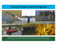 Cut to Drown Phragmites Postcard