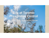 CityofTorontoPhragmitesControl_KVincent