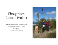 WymblewoodBeachPhragControlProject_LShort