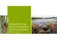 OliphantFishingIslandPhragmites_LWood